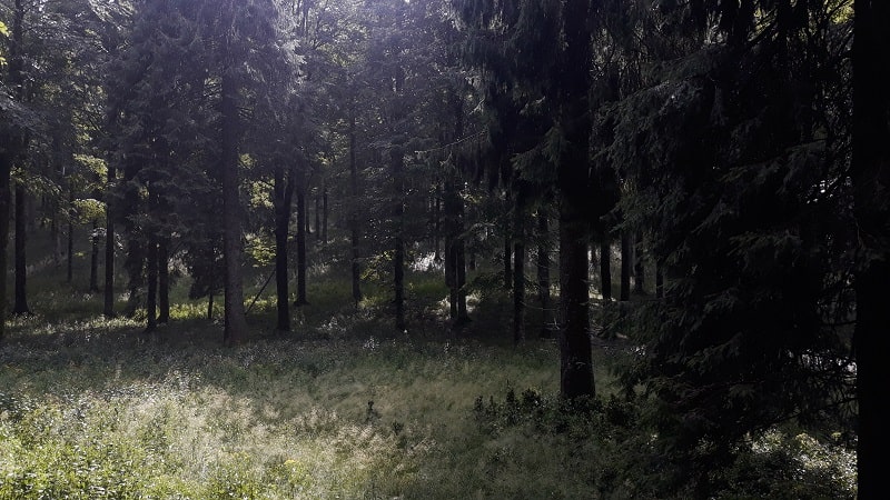 Bosco di abeti