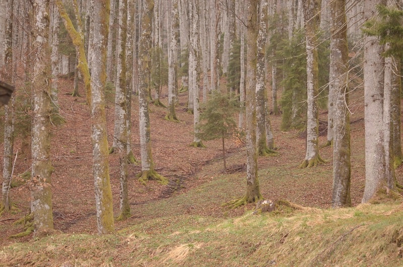 Bosco di faggi