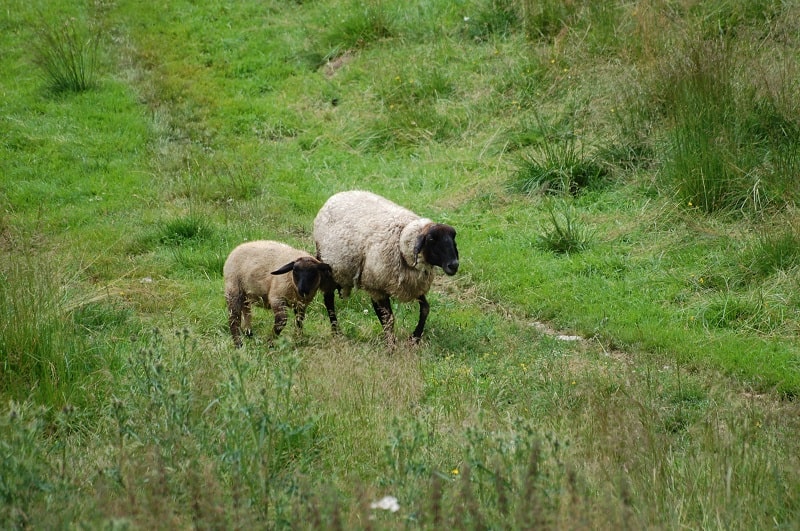 Animali al pascolo