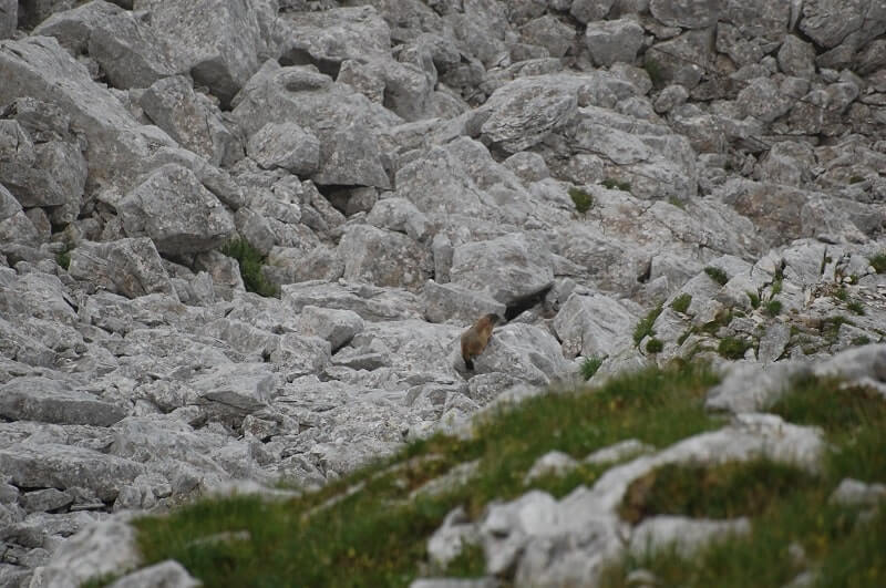 Marmotta