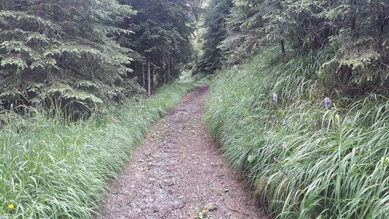 Sentiero 687