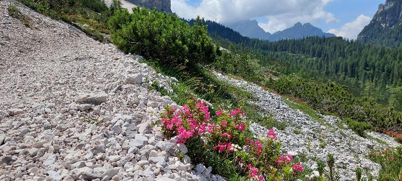 Fiori