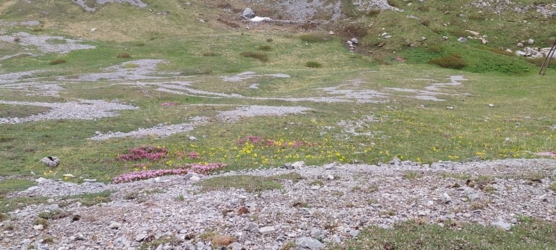 Fioriture
