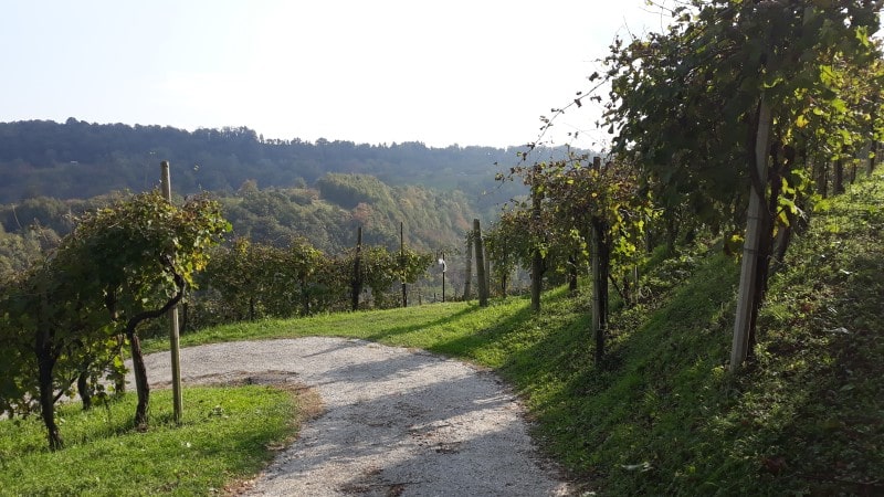 Sentiero tra i vigneti