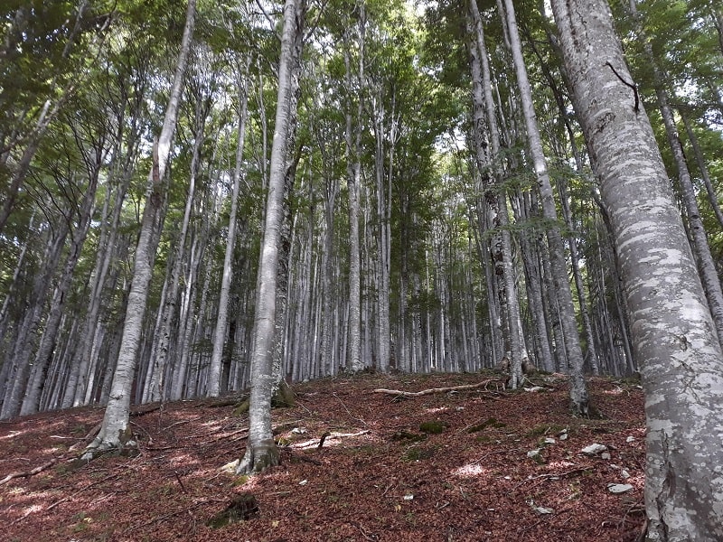 Bosco del Cansiglio