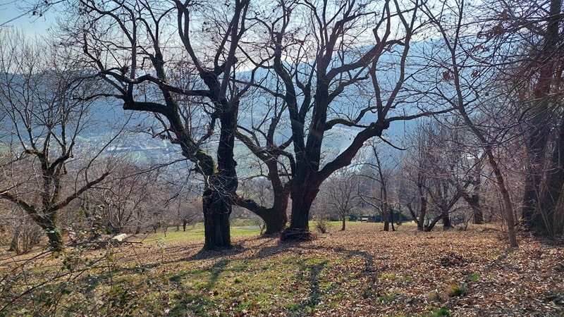 Alberi