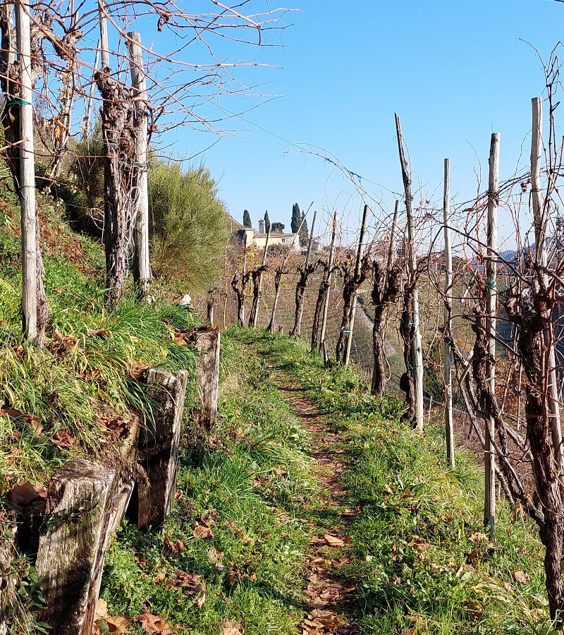 Sentiero tra i vigneti