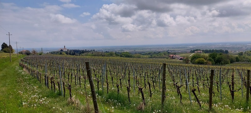 Vigneti