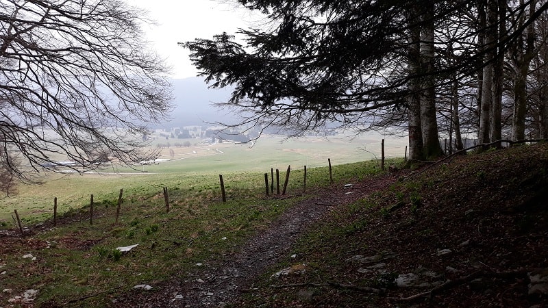 Bosco del Cansiglio